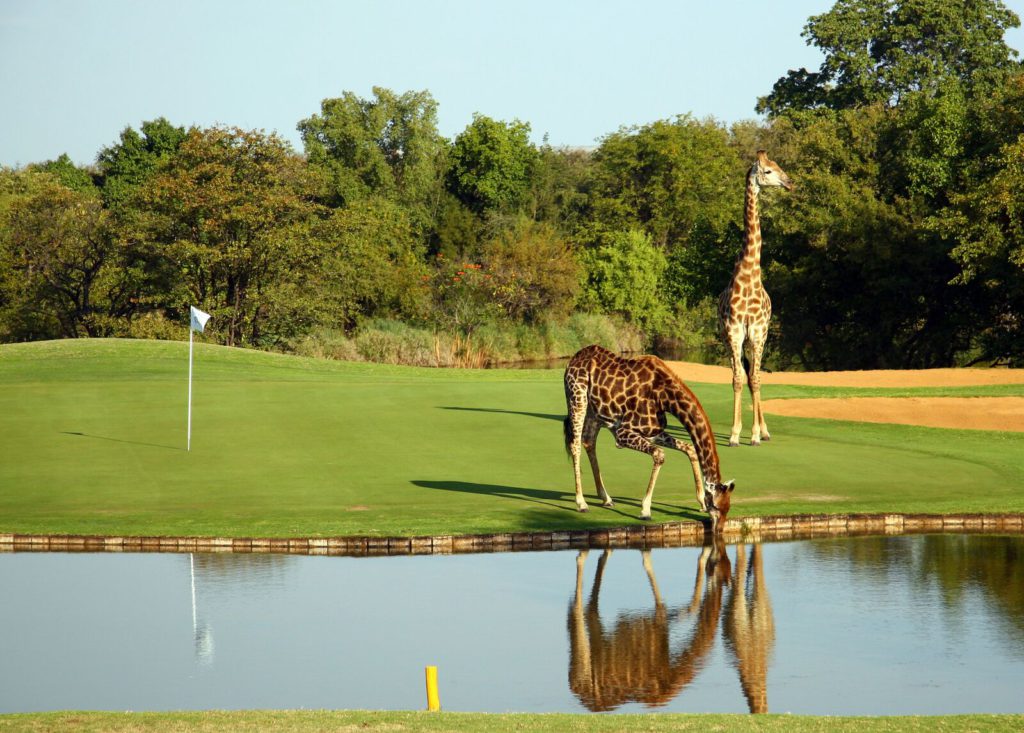 Giraffen auf Golfplatz bei Teich